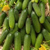 Огурец Отелло F1 за 0,3 г