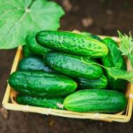 Огірок Парад за 1 г