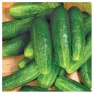 Огурец Парад за 1 г