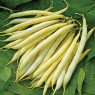 Квасоля спаржева Лаура за 4 г
