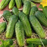 Огірок Закохана парочка за 20 нас.