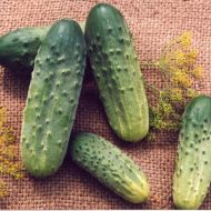 Огірок Каскадер F1 за 0,25 г