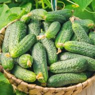 Огірок Катюша F1 за 20 нас.