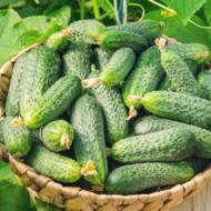 Огурец Катюша F1 за 20 сем.