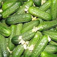 Огірок Костик F1 за 10 нас.