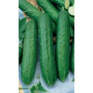 Огурец Костик F1 за 10 сем.