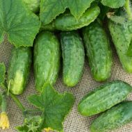 Огірок Слобожанський за 0,5 г