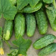 Огірок Слобожанський за 0,5 г