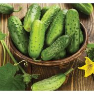 Огірок Смак F1 за 0,5 г