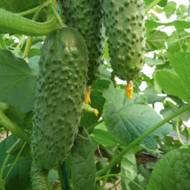 Огурец Смак F1 за 0,5 г