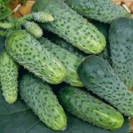 Огурец Соплица F1 за 20 сем.
