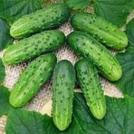 Огурец Фотон F1 за 10 сем.