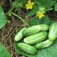 Огурец Левадный за 20 сем.