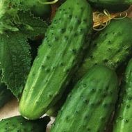 Огірок Серпантин за 1 г