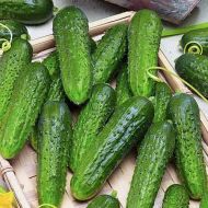 Огірок Самородок за 0,25 г