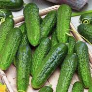 Огурец Самородок за 0,25 г