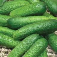 Огірок Зубрьонок за 15 нас.