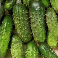 Огірок Філліпок F1 за 10 нас.