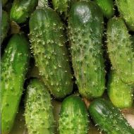 Огурец Филлипок F1 за 10 сем.