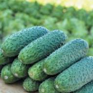 Огірок Щедрий F1 за 10 нас.