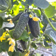 Огірок Герман F1