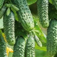 Огурец Герман F1