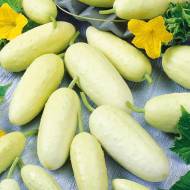 Огірок Білий ангел F1 за 0,5 г