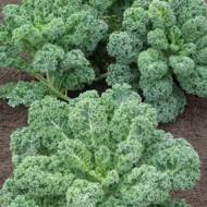 Капуста кале (кейл) Kale за 0,5 г