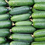 Огірок Настя-на-щастя F1 за 10 нас.