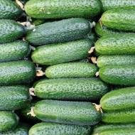 Огірок Настя-на-щастя F1 за 10 нас.