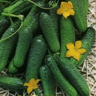 Огурец Настя-на-счастье F1 за 10 сем.