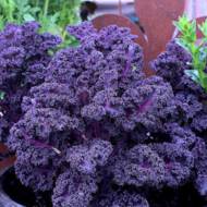 Капуста кале Редбор за 0,5 г