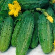 Огурец Алексеич F1 за 0,25 г
