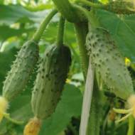 Огірок Мал да удал F1 за 10 нас.