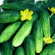 Огірок Джерело за 1 г