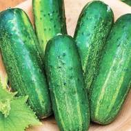 Огурец Источник за 1 г
