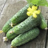 Огурец Аристократ F1