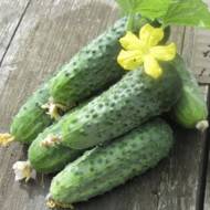 Огурец Аристократ F1