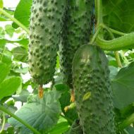 Огурец Артист F1