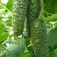 Огурец Артист F1