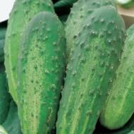 Огурец Джин F1 за 20 сем.