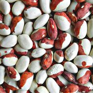 Квасоля кущова Червона Шапочка