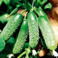 Огурец Вокал F1 за 10 сем.