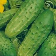 Огірок Міг за 20 нас.