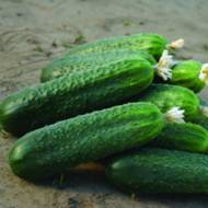 Огірок Делпіна F1 за 10 нас.