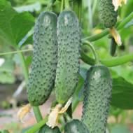 Огірок Дідусева внучка F1 за 10 нас.