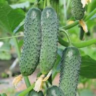 Огурец Дедушкина внучка F1 за 10 сем.