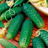 Огірок Кімнатне чудо F1 за 8 нас.