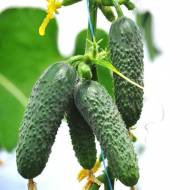 Огірок Кімнатний F1 за 0,25 г