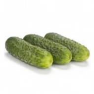 Огірок Берліоз F1 за 10 нас.